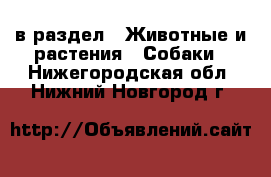  в раздел : Животные и растения » Собаки . Нижегородская обл.,Нижний Новгород г.